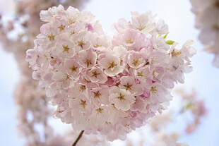 心形樱花绽放