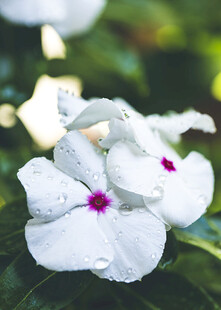 带露白花卉清新雅致