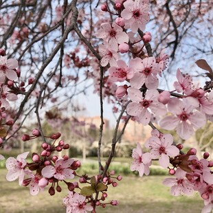 春日烂漫樱花绽放枝头