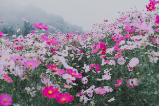 绚烂花海绽放迷人色彩
