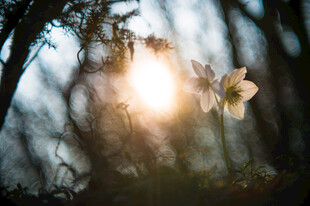 阳光透过花枝的美丽瞬间