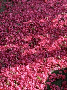满地娇艳樱花花瓣