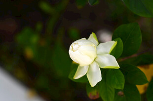 洁白单瓣茉莉花特写