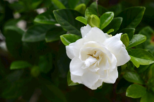 洁白栀子花绽放绿叶间
