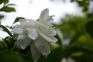 洁白茉莉花绽放于绿叶间