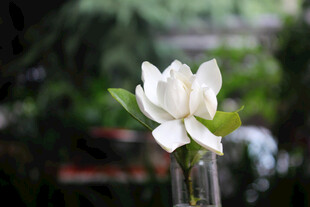瓶中绽放的洁白玉兰花