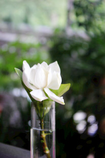 玻璃花瓶中的素雅白莲花