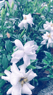 白色百合花绽放于绿叶间