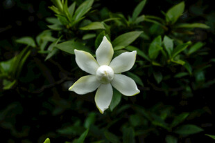 白色单朵小花绽放