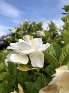 洁白栀子花绽放绿叶间