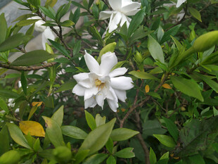 洁白栀子花绽放绿叶间