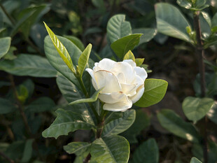 洁白山茶花绽放绿叶间