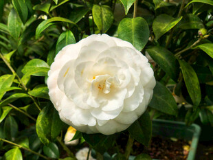 洁白山茶花绽放绿叶间