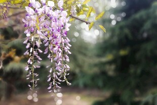 垂挂的美丽紫藤花