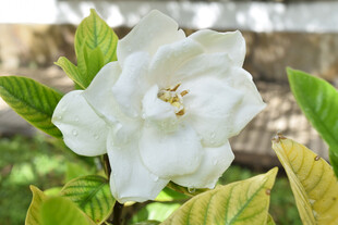 洁白栀子花绽放绿叶间