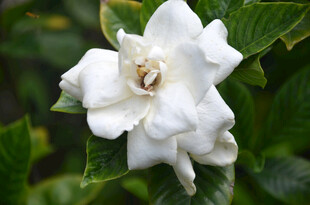 洁白栀子花特写