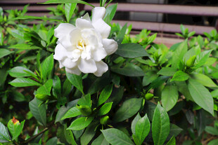 洁白栀子花绽放绿叶间