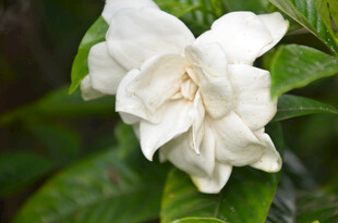 洁白栀子花绽放绿叶间