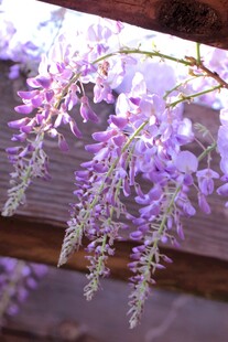 紫藤花垂挂浪漫花景