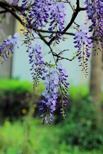 紫藤花开绽浪漫之美