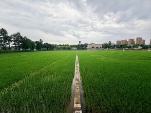 袁隆平实验稻田基地