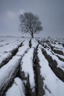 雪野孤树