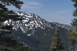 雪山松林美景