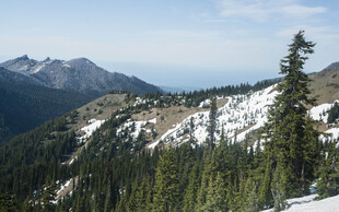 雪山松林美景