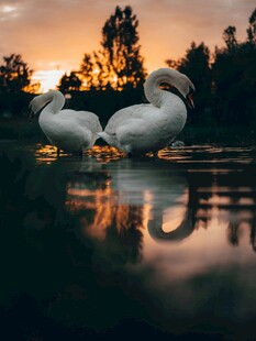 夕阳下的双天鹅水中倒影