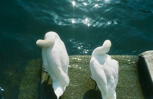 海边双鸟相依而立