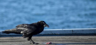 海边木台上的觅食黑鸟