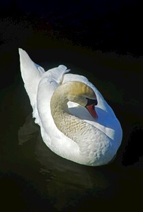 水中优雅天鹅