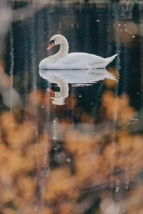 雨中天鹅于水面悠然静栖