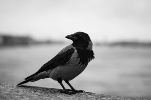 孤独乌鸦立于石上