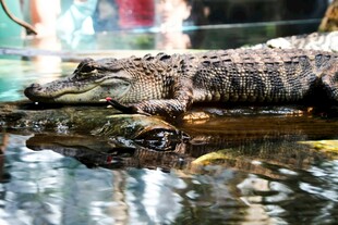 水中休憩的鳄鱼