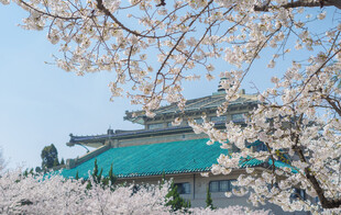樱花掩映下的传统建筑
