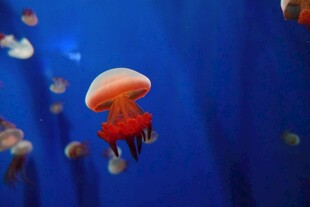 水中游动的美丽红色水母
