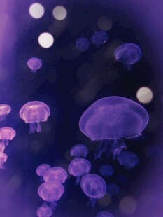 梦幻紫色水母在水中游动
