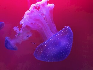 梦幻紫水母在水中舞动