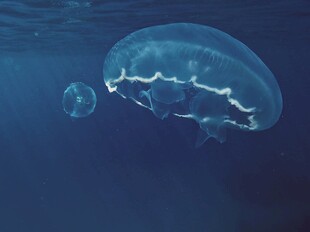 深海中游动的透明水母