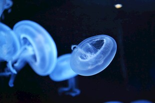 梦幻蓝色水母特写
