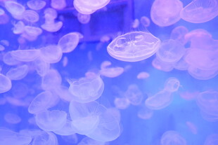 梦幻水母绚丽海洋景象