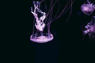 梦幻紫色水母在水中摇曳
