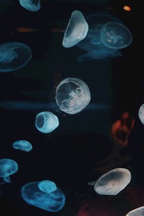 梦幻水母在水中轻盈游动
