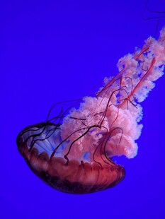 梦幻水母在蓝色背景中绽放