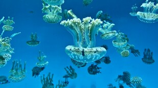 梦幻海底珊瑚与鱼群景观