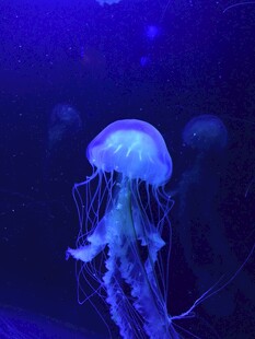 梦幻水母在水中飘逸