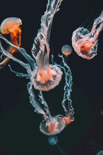 梦幻水母在水中优雅游动