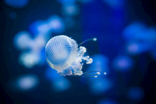 梦幻水母在水中悠然游动