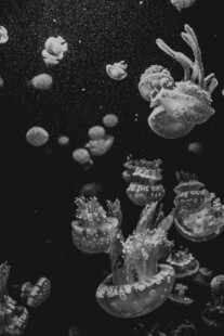 深海中的梦幻水母群